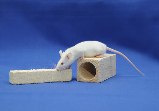 Mäuse werden an der WWU am häufigsten als Versuchstiere eingesetzt.