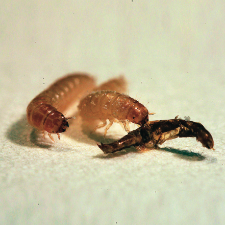 Tribolium_Larvae