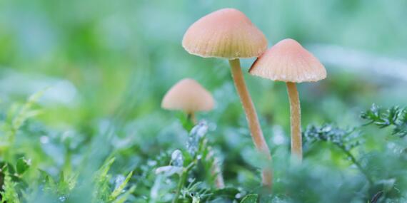 fairy ring mushroom
